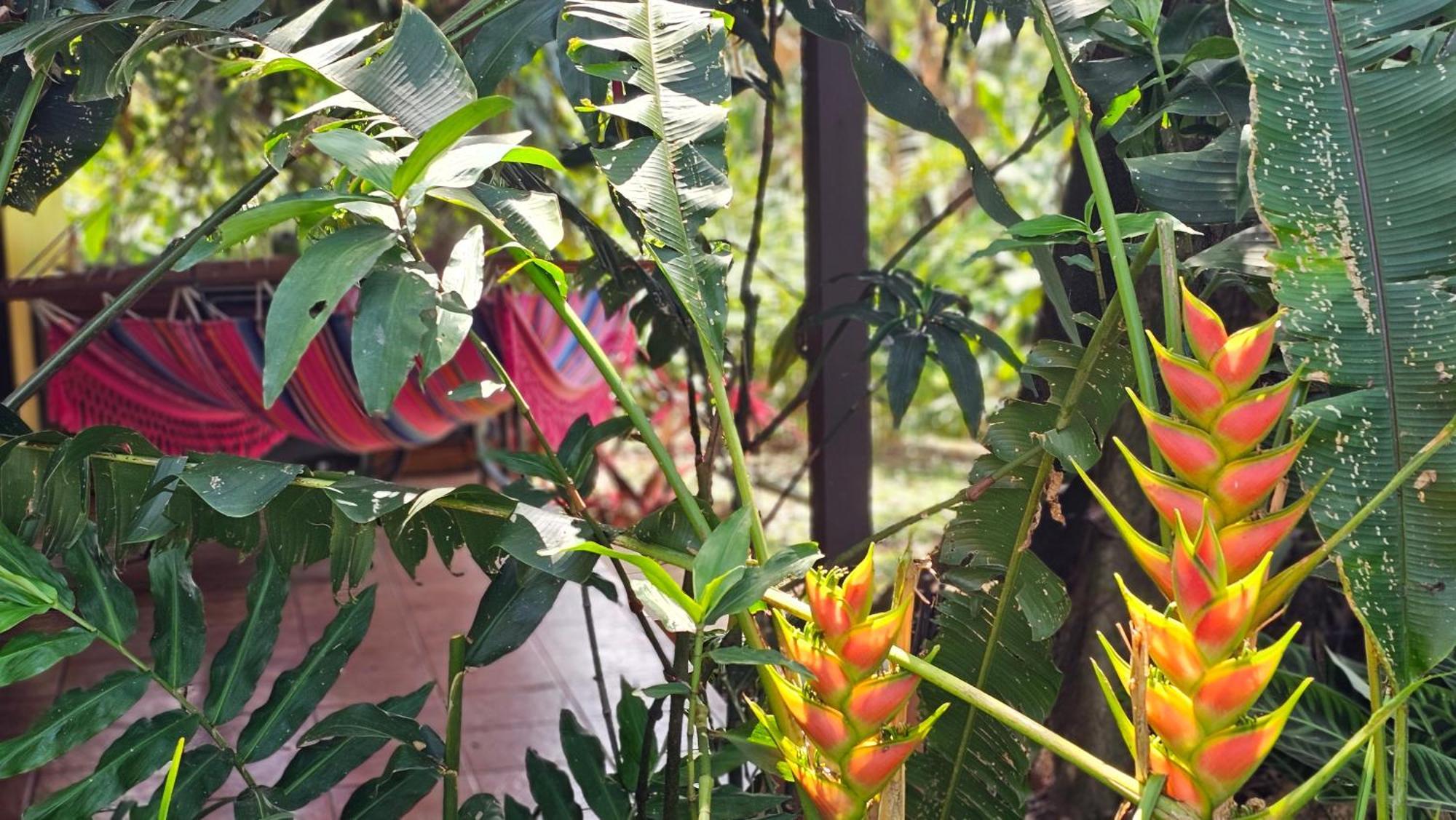 Tacacori Ecolodge Alajuela Exteriör bild