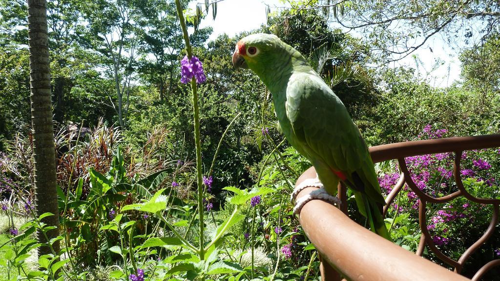 Tacacori Ecolodge Alajuela Exteriör bild