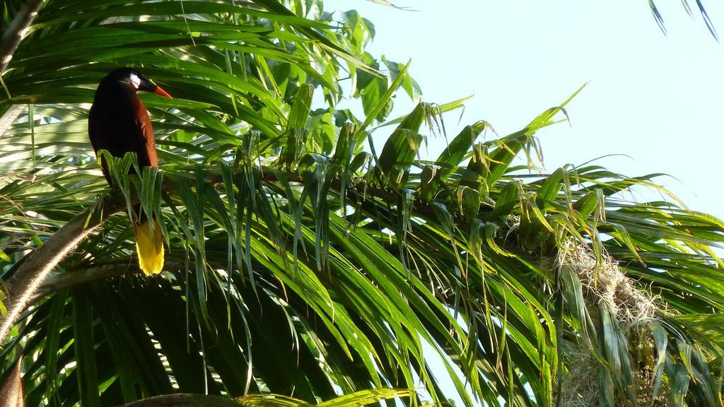 Tacacori Ecolodge Alajuela Exteriör bild