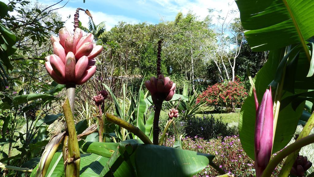 Tacacori Ecolodge Alajuela Exteriör bild